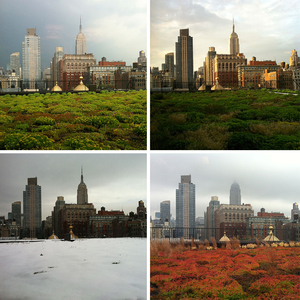 The greenroof of COOKFOX Architects’ New York office